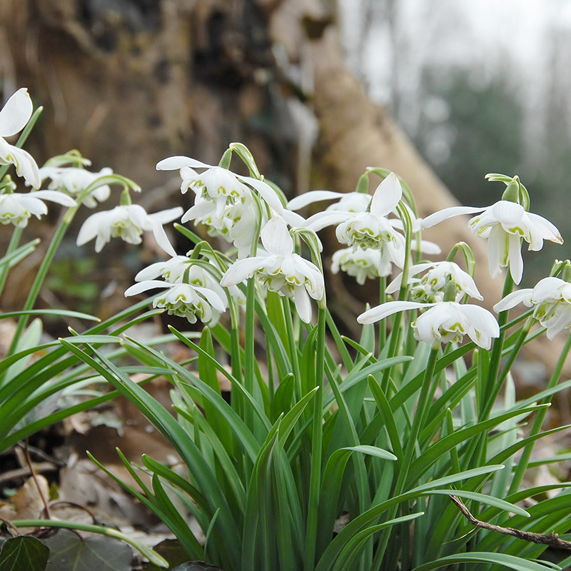 Galanthus nivalis Flore Pleno 5/+ , à 100