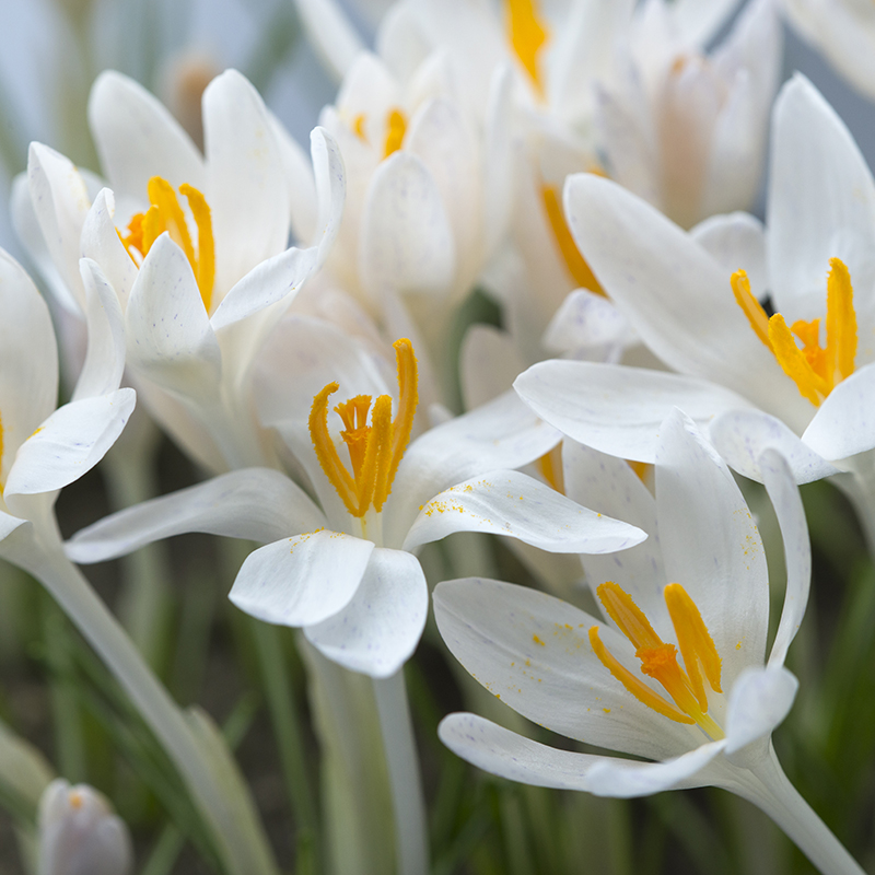 Crocus tommasinianus Albus 5/+ , à 100