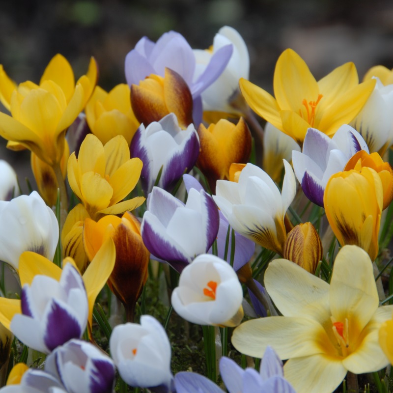 Mixture Botanical Crocus Mix , à 100