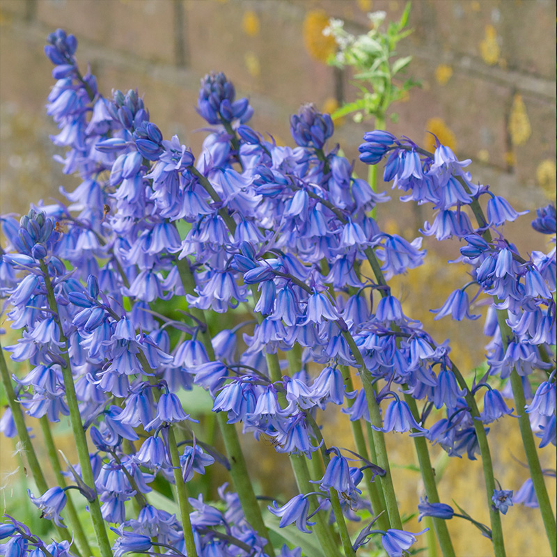 Hyacinthoides hispanica Excelsior 8/10 , à 100