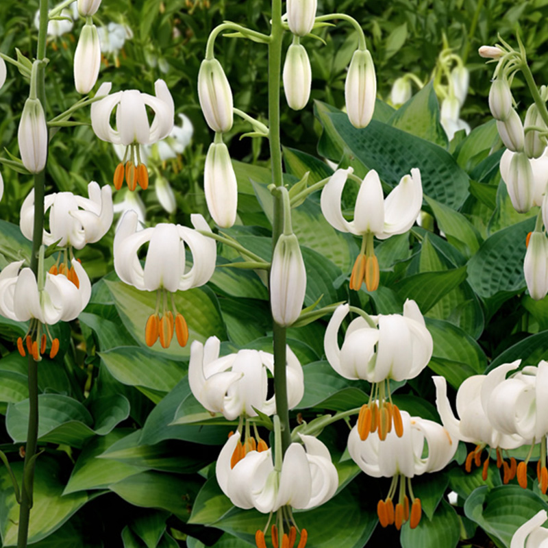 Lilium martagon Snowy Morning® 12/+ , à 10