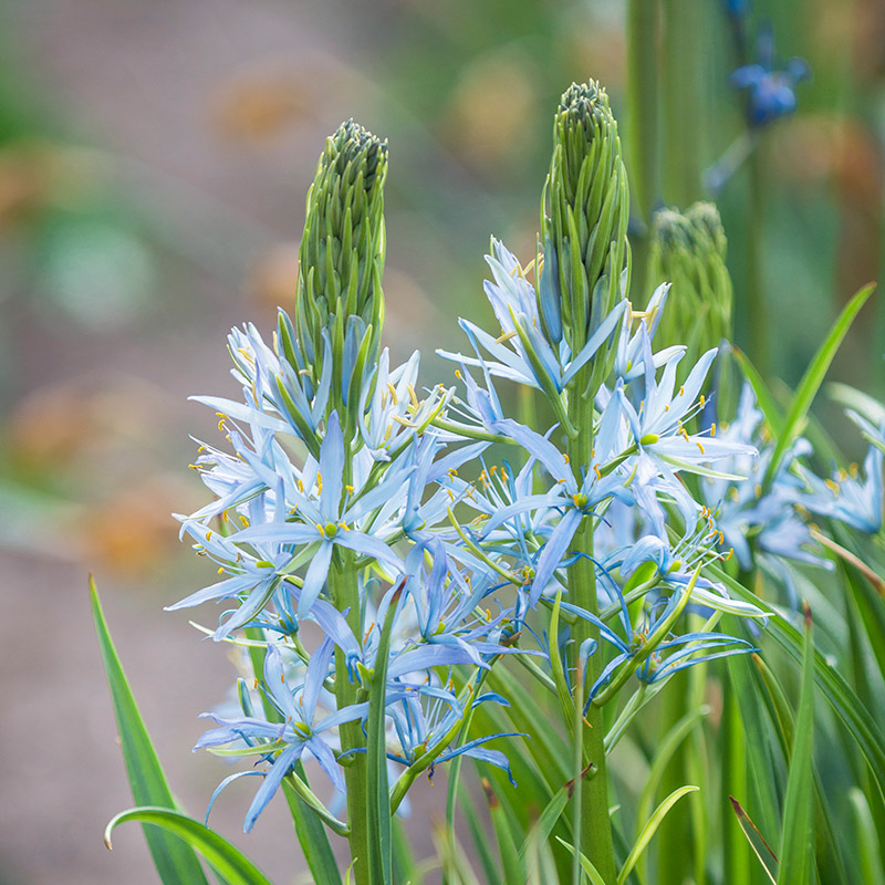 Camassia leichtlinii Blue Heaven 14/+ , à 25