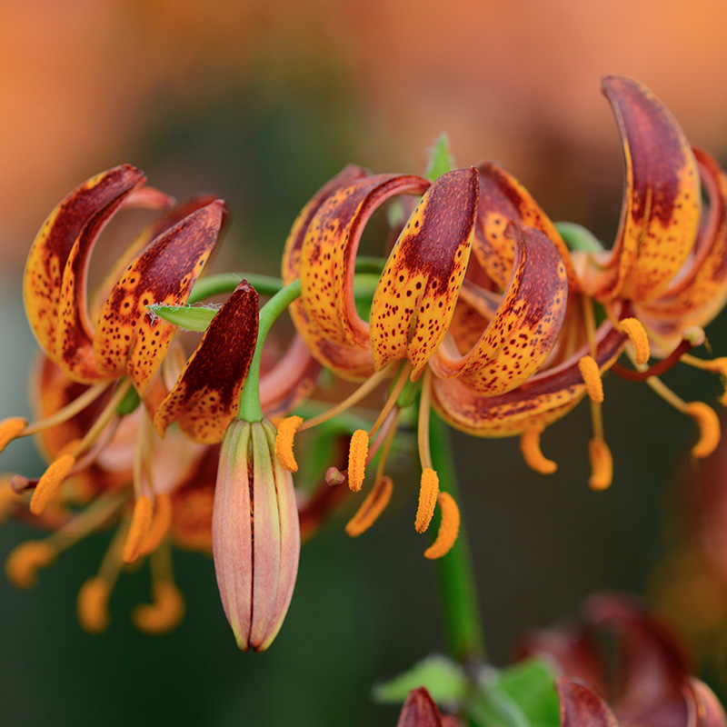 Lilium martagon Arabian Knight 12/+ , à 10