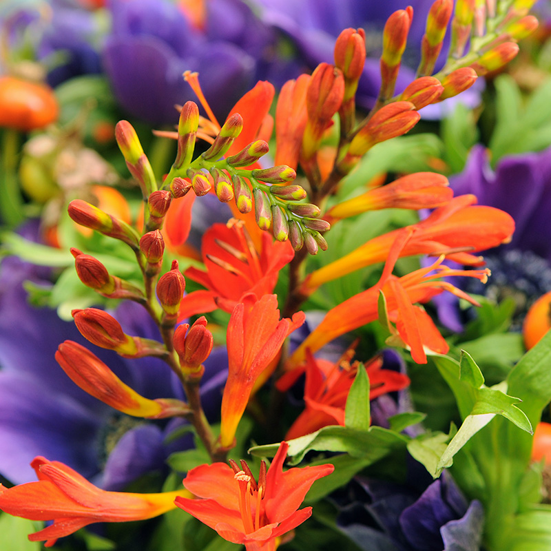 Crocosmia largeflowering x crocosmiiflora Emily Mckenzie 6/+, à 100