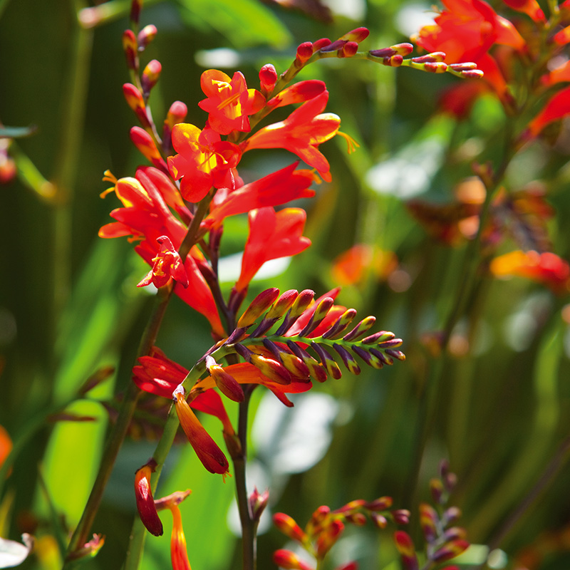 Crocosmia kleinbloemig x crocosmiiflora Red King 8/+, à 100