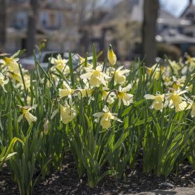 Narcissus W.P. Milner z8/10 , à 50