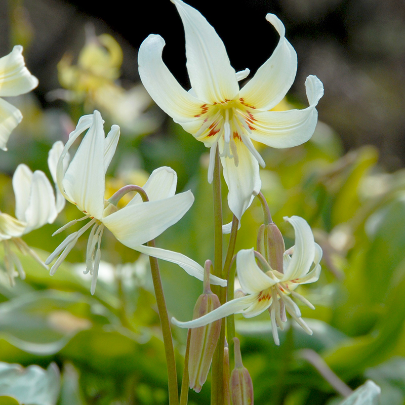 Erythronium revolutum White Beauty I , à 25