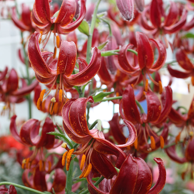 Lilium martagon Claude Shride 12/+ , à 10