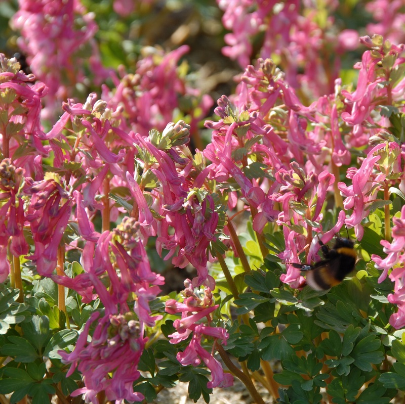 Corydalis Beth Evans 5/+, à 100