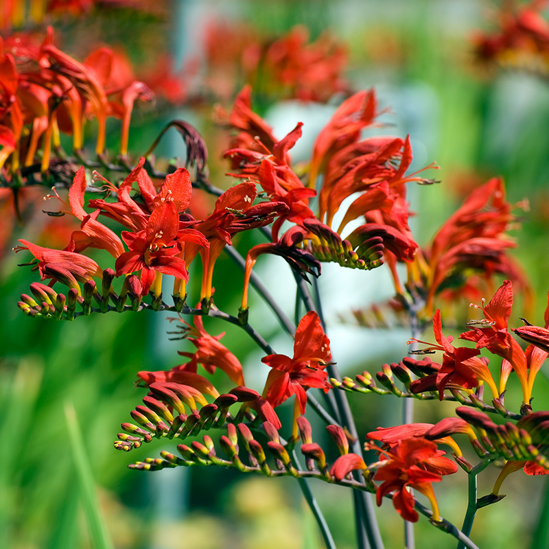 Crocosmia largeflowering Lucifer 8/10, à 100