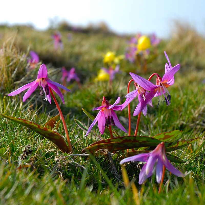 Erythronium dens-canis Lilac Wonder I , à 25