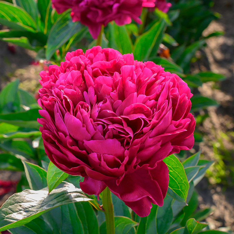 Paeonia lactiflora Red Magic 2/3 , à 5