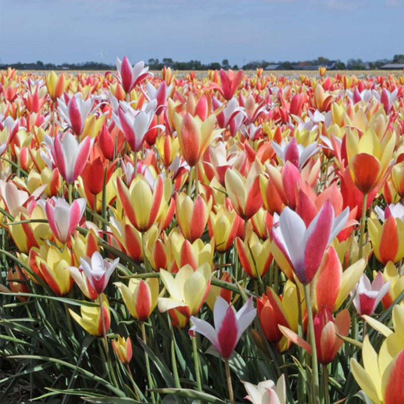 Tulipa clusiana mix 5/+ , à 100