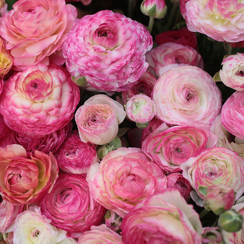 Ranunculus Aviv Picotee Pink 6/7, à 100