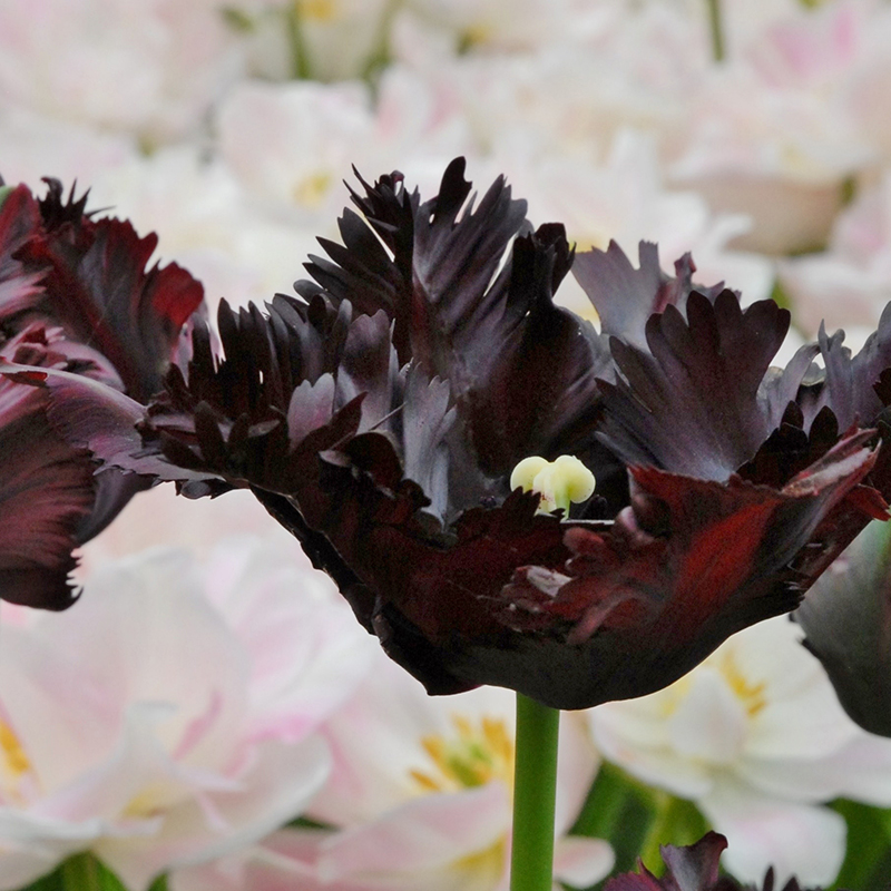 Tulipa Black Parrot 12/14 , 