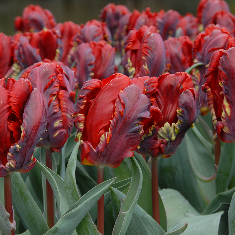 Tulipa Rococo 12/+ , à 50