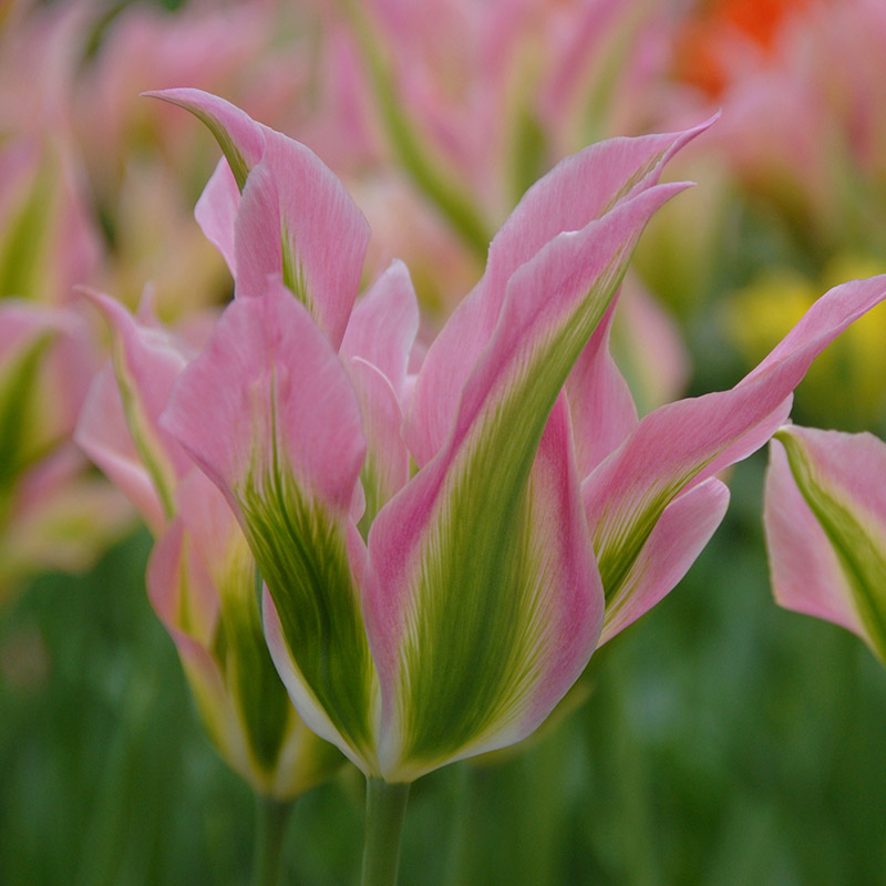 Tulipa Virichic 12/14 , à 50