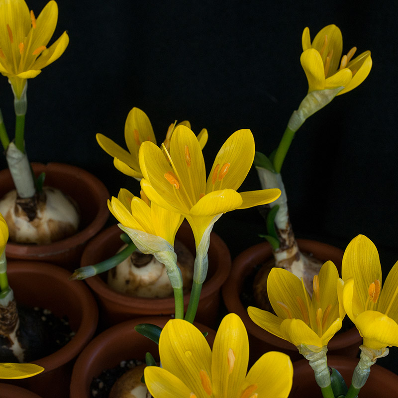 Sternbergia lutea 10/12 , à 25