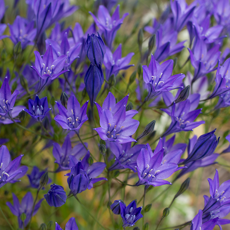 Triteleia laxa Koningin Fabiola 5/+ , à 100