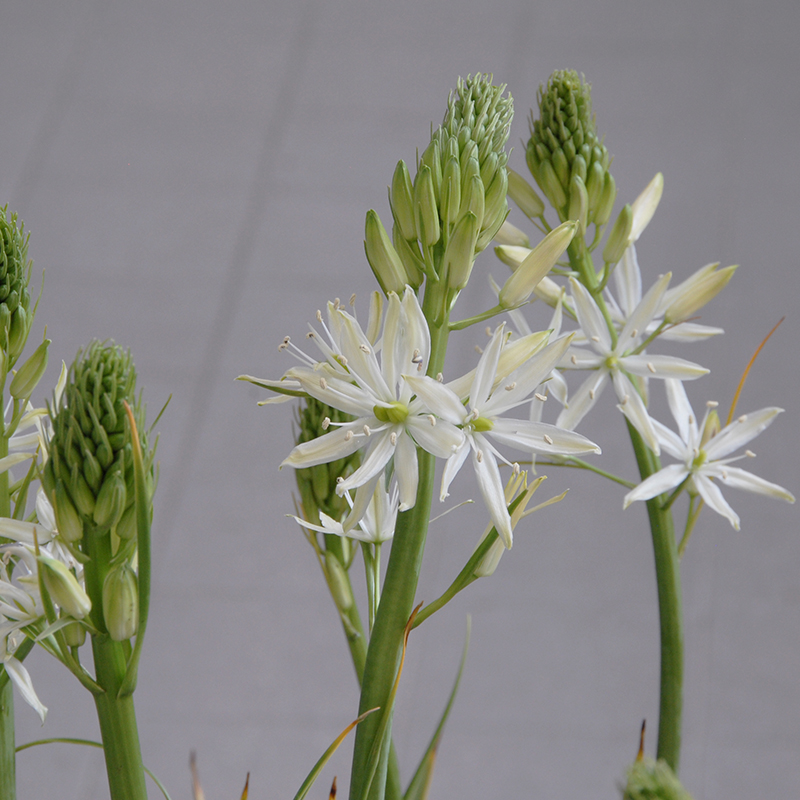 Camassia leichtlinii Sacajawea® 14/+ , à 25