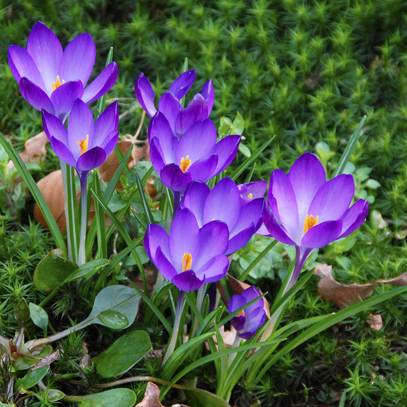 Crocus tommasinianus Ruby Giant 5/+ , à 100