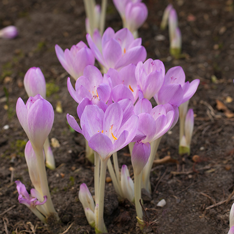 Colchicum autumnale 13/+ , à 10