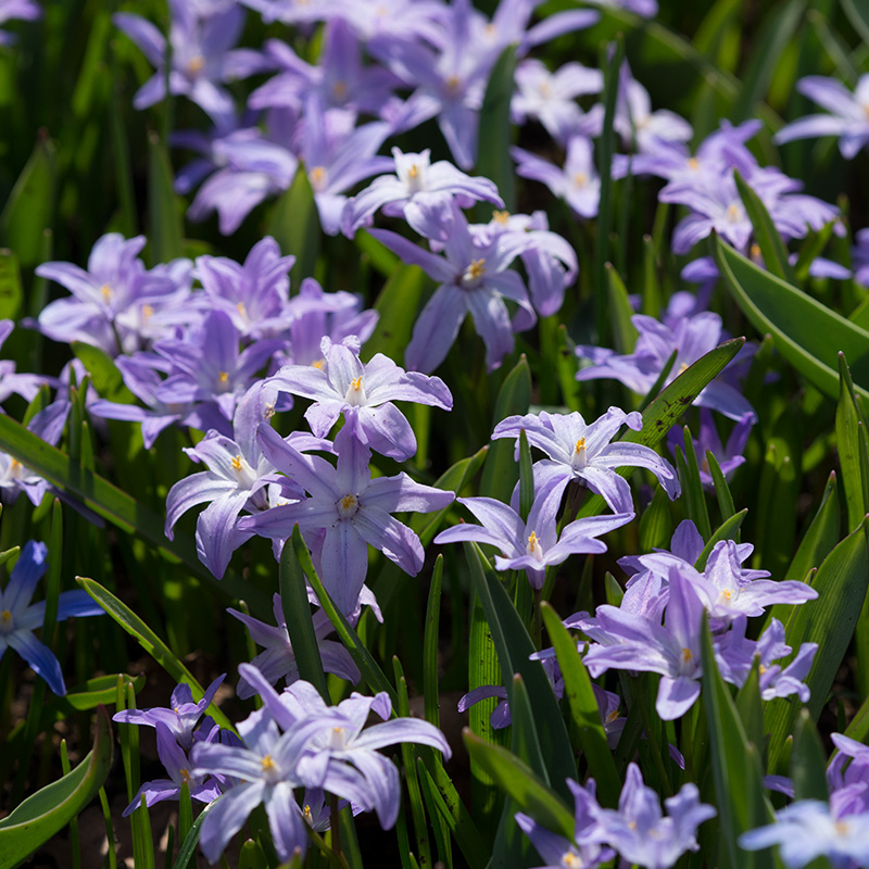 Chionodoxa luciliae Violet Beauty® 5/+ , à 100