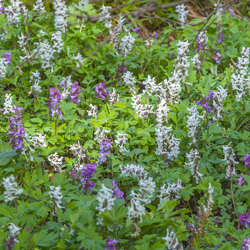 Corydalis cava I , à 100