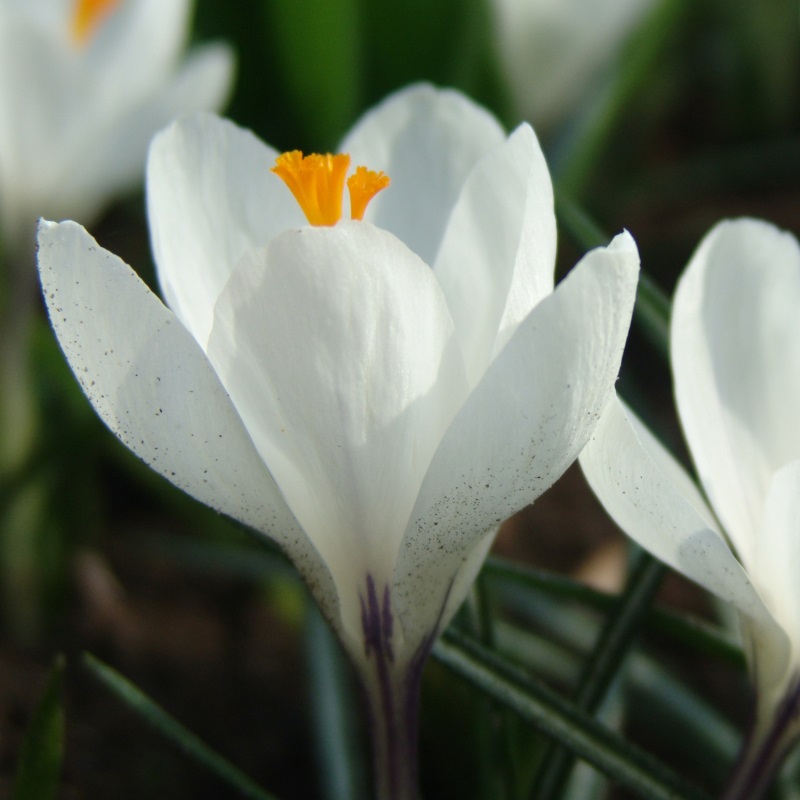 Crocus vernus Jeanne d'Arc 9/10 , à 100