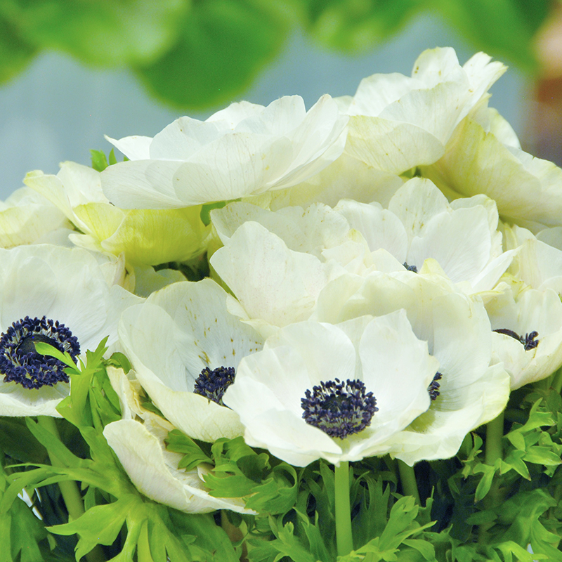 Anemone coronaria Bride 7/8 , à 100