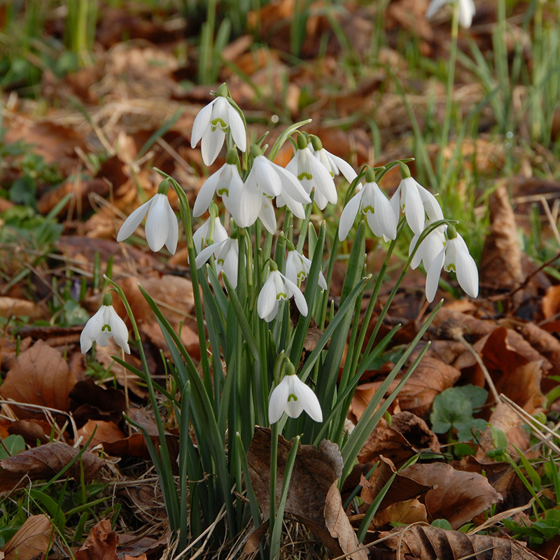 Galanthus nivalis 5/6 , à 100