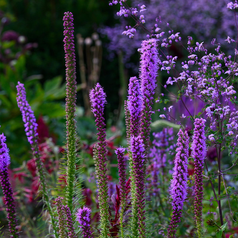 Liatris spicata 10/12, à 25