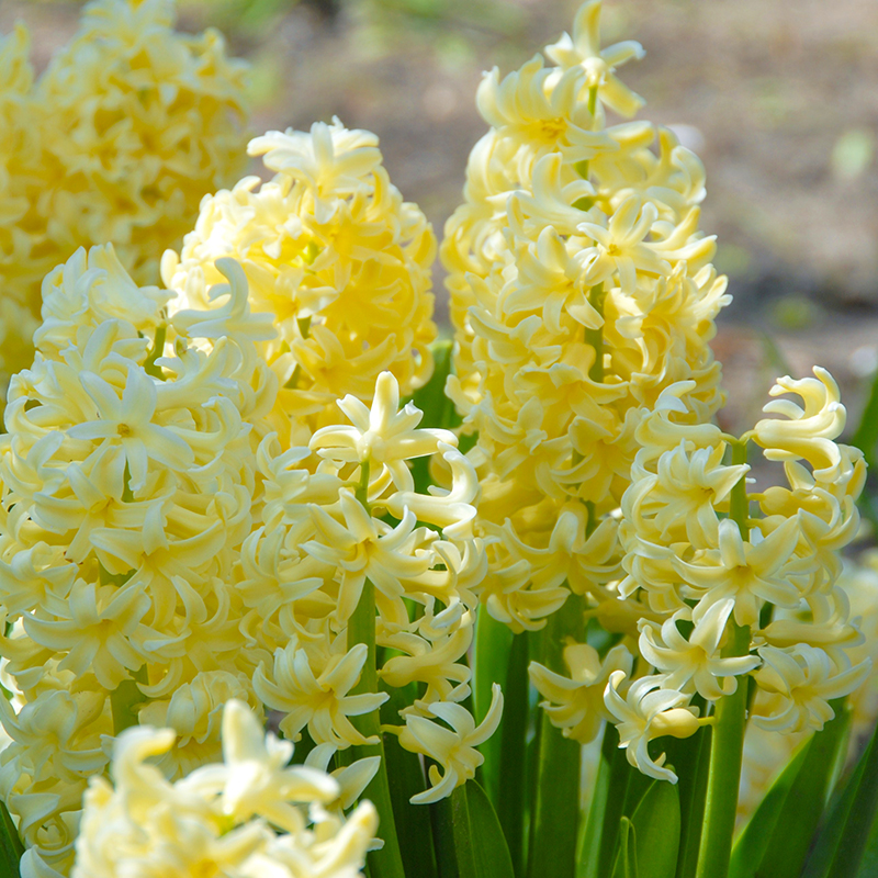 Hyacinthus City of Haarlem 16/17 , à 50