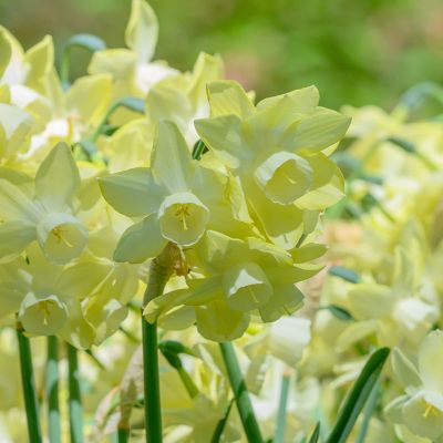 Daffodil Bulbs | Flowerbulb Wholesale | CSW Landscaping Netherlands